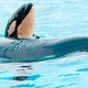 Image for article titled Attendance at SeaWorld Is Down But It's Totally Not Blackfish's Fault